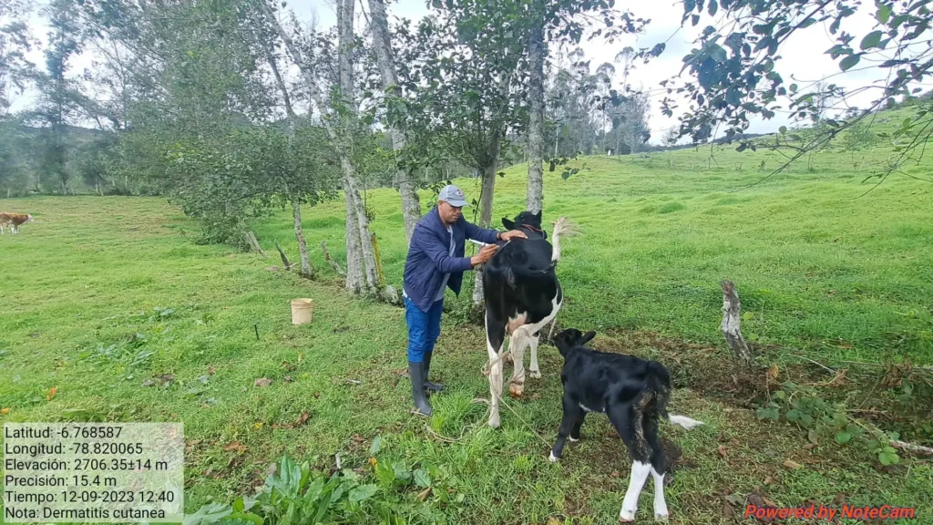 enfermedades-ganado-bovino