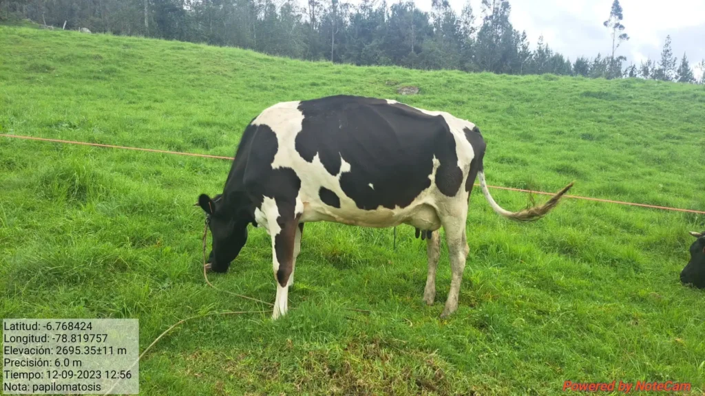 manejo-ganado-bovino